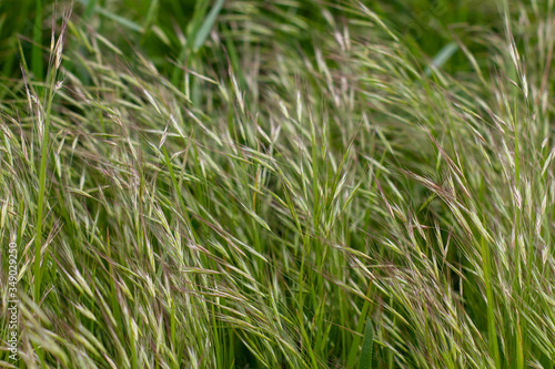 Gras am Wegesrand im Wind