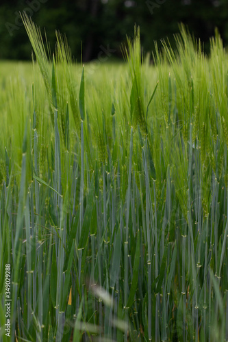 Gerste im Feld