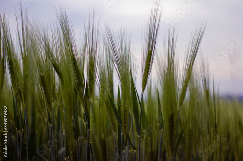 Gerste Korn in Nahaufnahme Gras