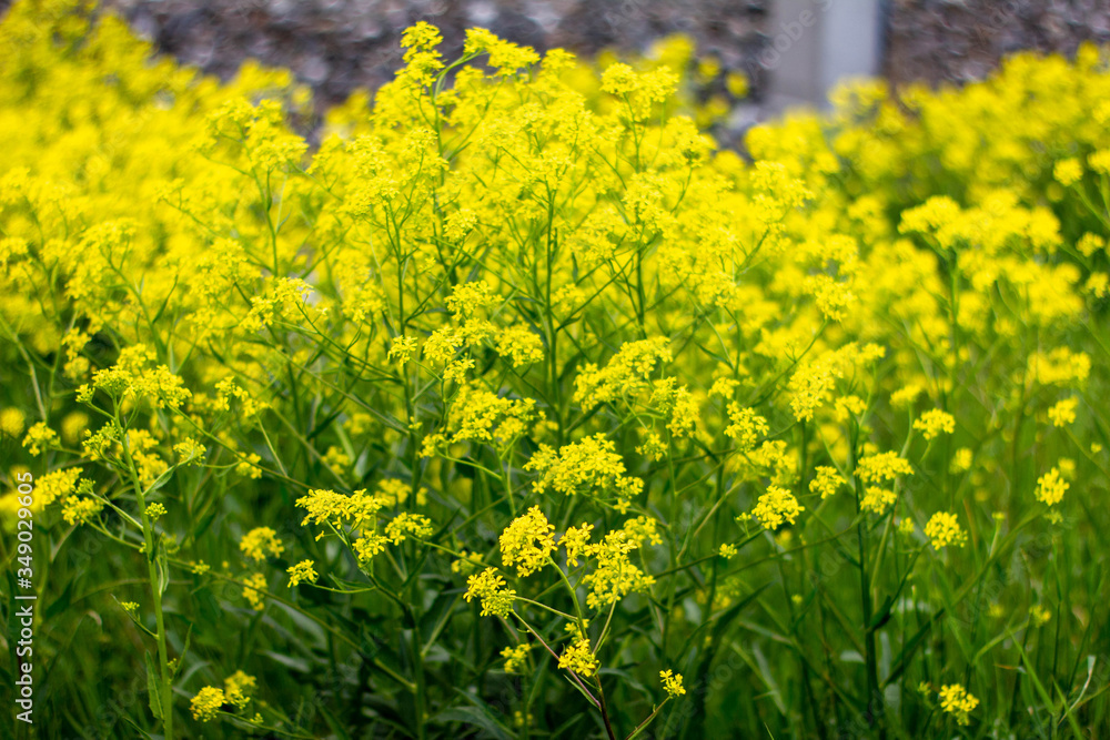 Obraz premium Rapsblüte gelbe Blüten in Nahaufnahme