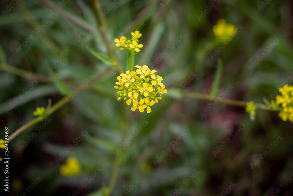 Rapsblüte in Nahaufnahme mit Bokeh Rapsblüte in Nahaufnahme mit Bokeh