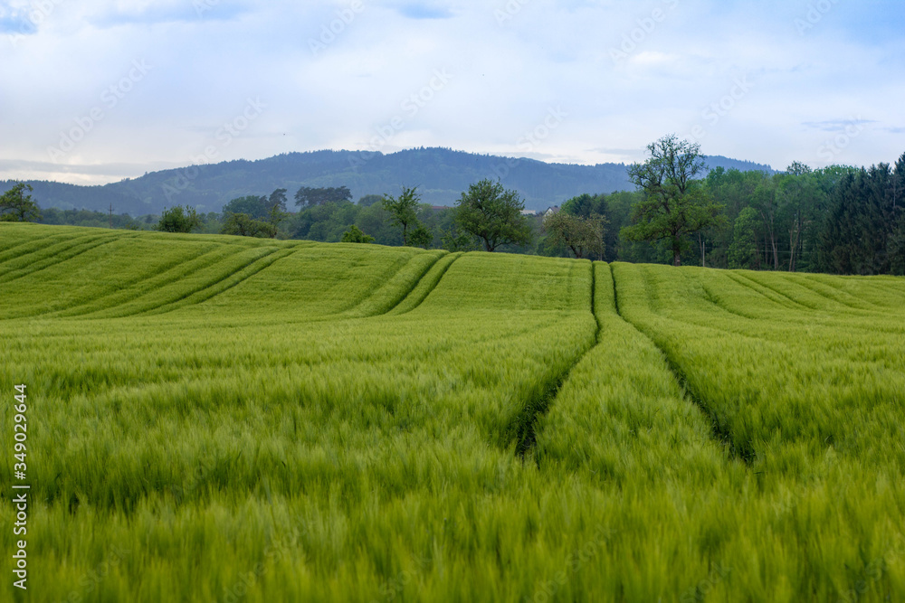 Getreidefeld mit Traktorspuren und blauem Himmel