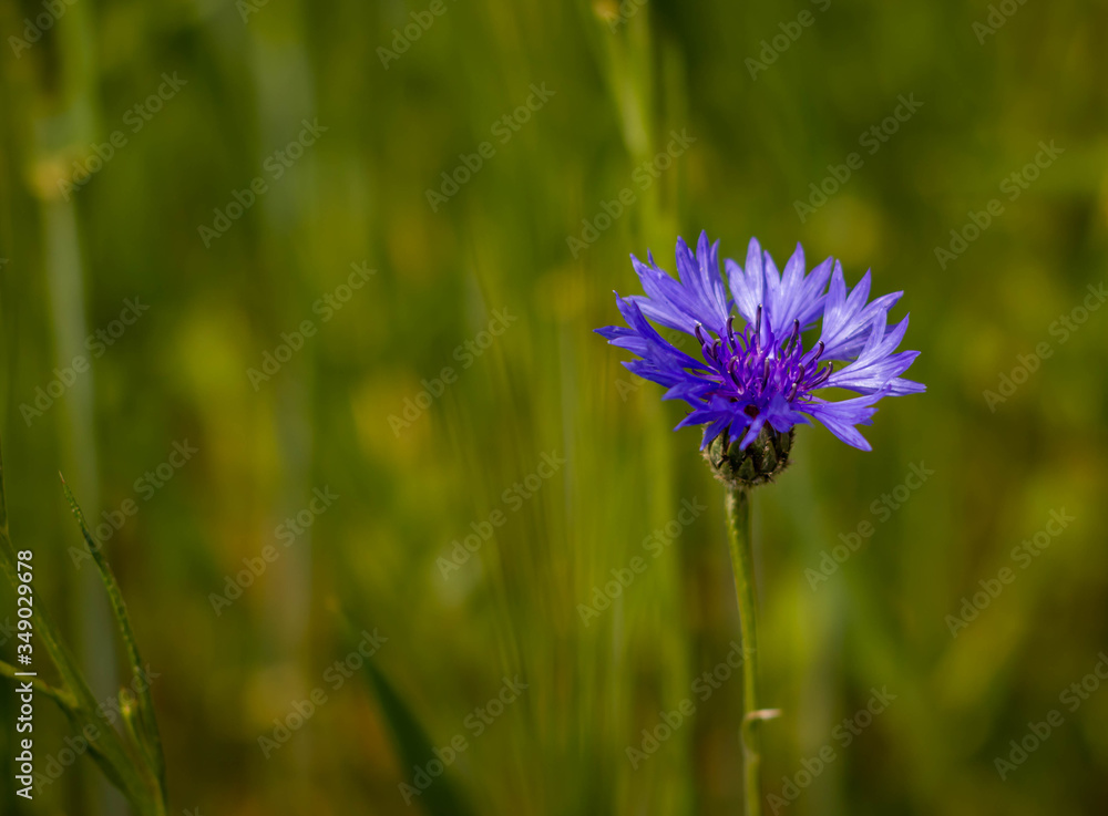 blaue Kornblume mit verschwommenen Hintergrund Bokeh