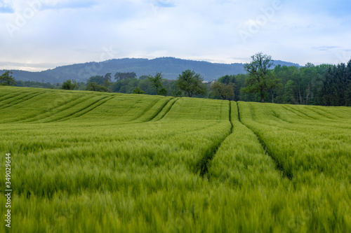 Getreidefeld mit Traktorspuren und blauem Himmel