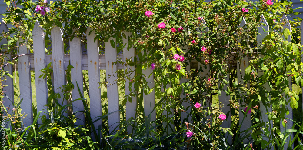 Obraz premium Picket Fence Covered in Rose Vines