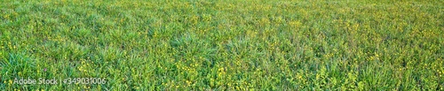 Long panorama banner. Green grass texture background from a meadow with yellow flowers and copy space.