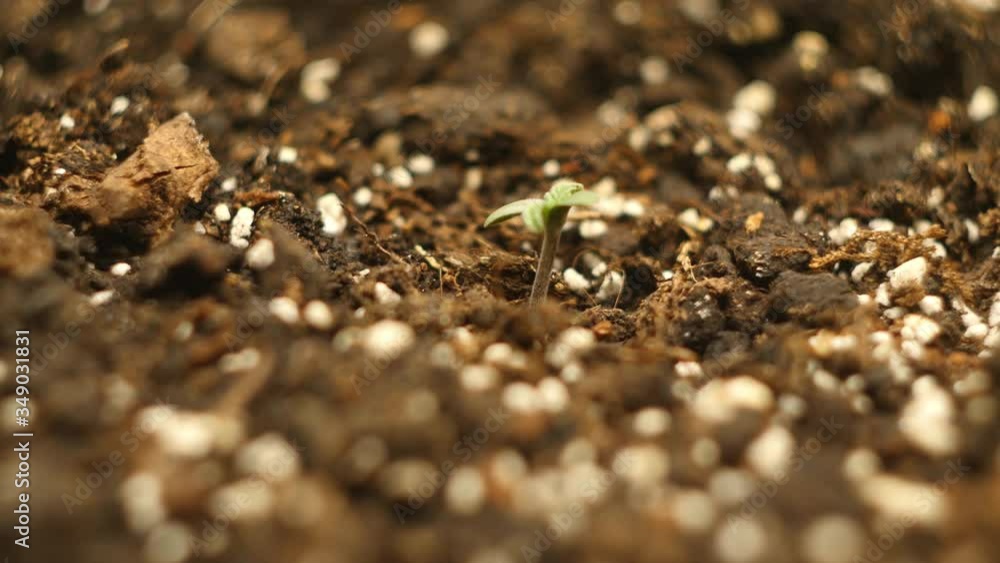 Tiny cannabis sprout rotating in the pot. Cultivating marijuana. CBD plant Tiny cannabis sprout rotating in the pot. Cultivating marijuana. CBD plant