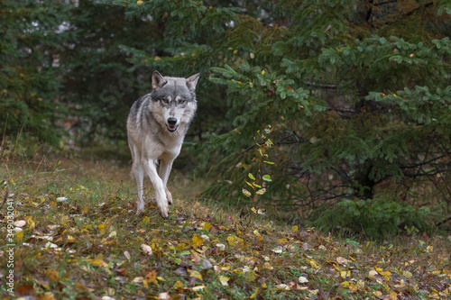 Grey Wolf  Canis lupus  Runs Forward Out of Woods Autumn
