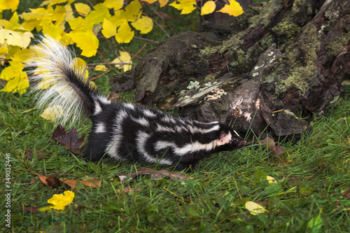 Eastern Spotted Skunk (Spilogale putorius) Investigates Log Autumn photo