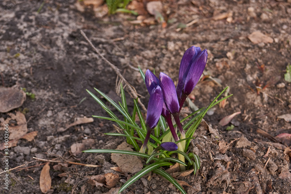 Saffron or Crocus (lat. Crocus) is a genus of perennial tuberous bulbous herbaceous plants. Saffron or Crocus (lat. Crocus) is a genus of perennial tuberous bulbous herbaceous plants.