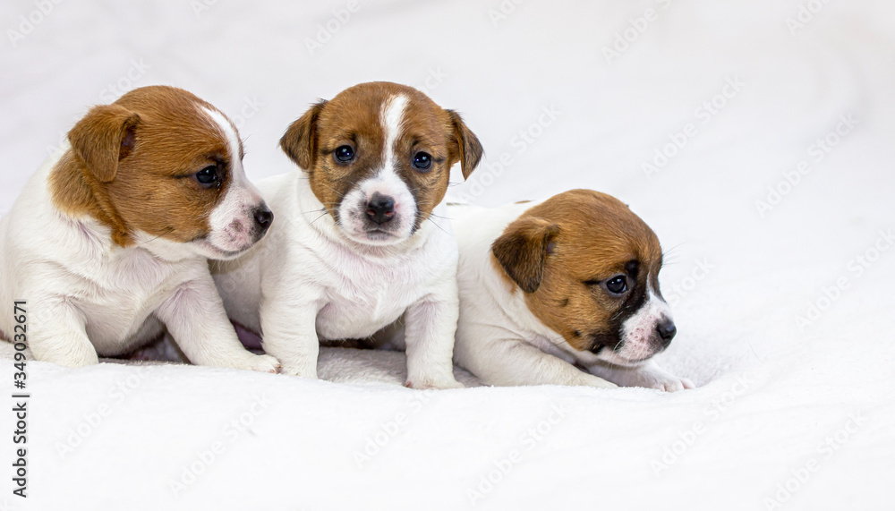 three cute jack russell puppies sitting on a white bedspread, three weeks old. Scandinavian design