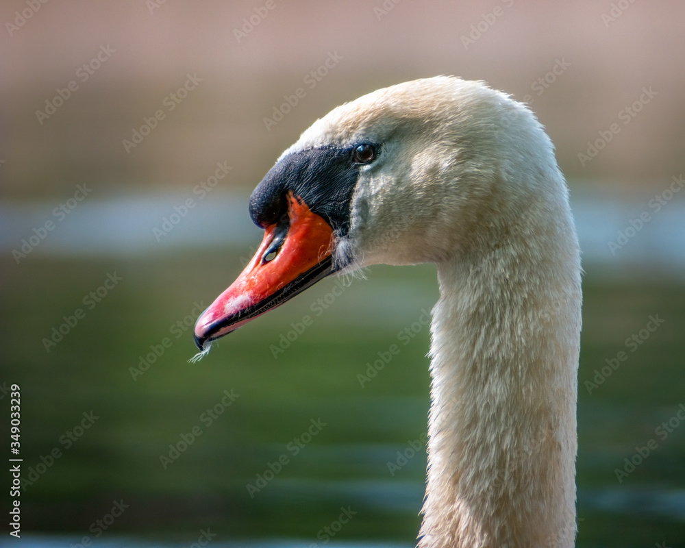 Fototapeta premium Mute swan (Cygnus olor) profile during golden hour. Blurred background.