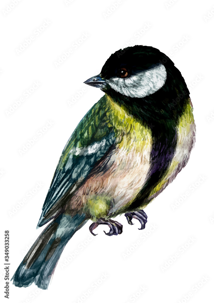Naklejka premium Watercolor Illustration of Great Tit Bird