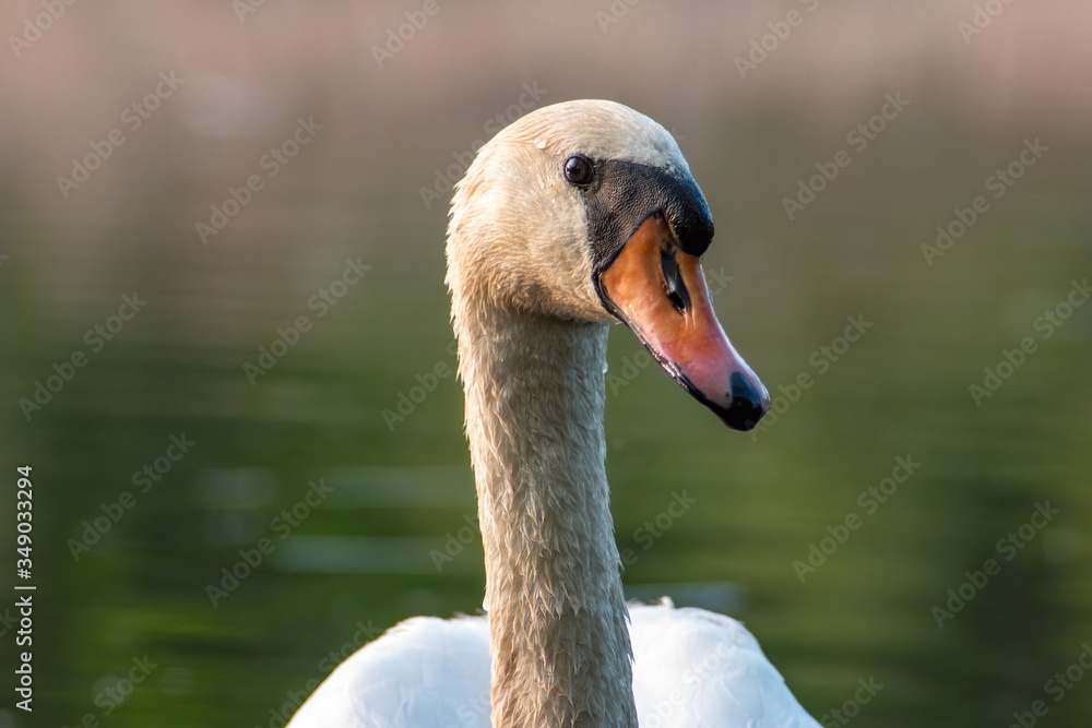 Fototapeta premium Mute swan (Cygnus olor) side profile photographed during golden hour. Blurred background