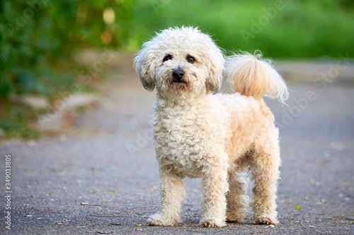 Obraz na plátně Bichon frise, beautiful white dog
