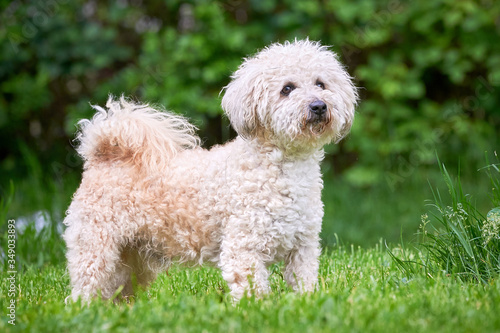 Foto Bichon frise, beautiful white dog