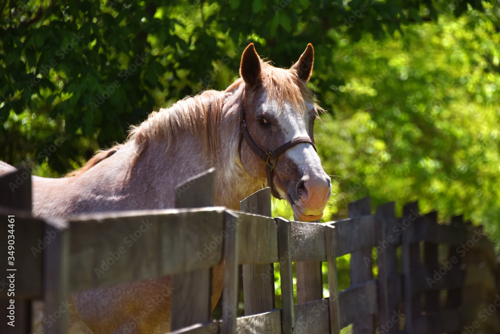 Ταπετσαρία Doleful Gaze From Fenced in Horse