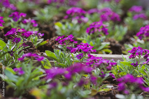 small lobularia seedling  in a nursery in a greenhouse in the spring photo