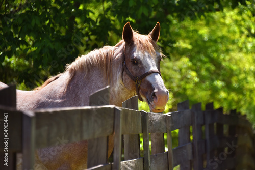 Fotografia Doleful Gaze From Fenced in Horse