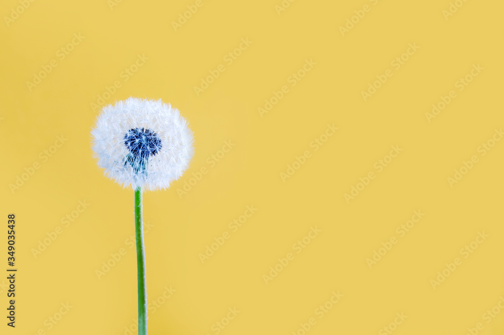 the dandelion on a yellow background. Lettering space