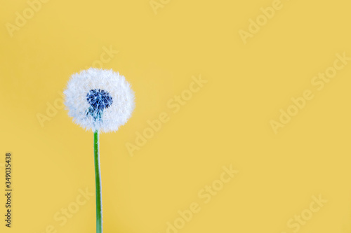 the dandelion on a yellow background. Lettering space