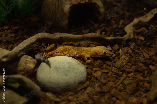 Gecko rest in reptilian, zoo