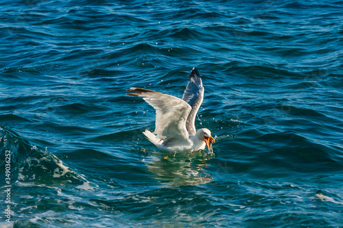 Seagull on the sea while fishing