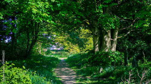 forest in the morning