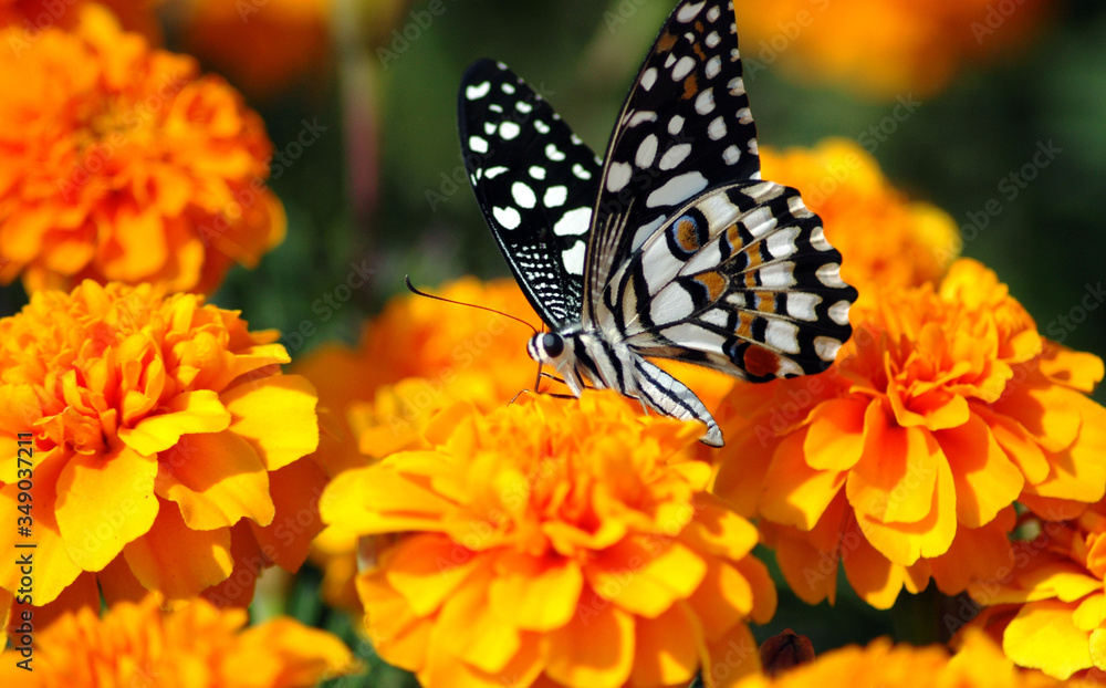 Butterflies make our nature and world more colourful. Their vivid wing coloration and fluttering flight path lend a special touch of beauty to nature.  - obrazy, fototapety, plakaty 