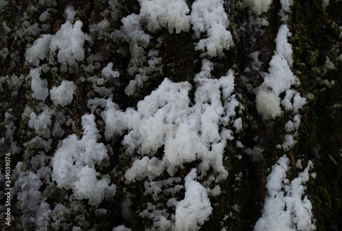 snow covered tree © K. Dufva