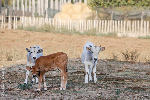 Chianina veals grazing in central Italy. photo