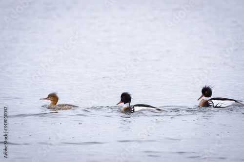 Red Breasted Merganser Mating