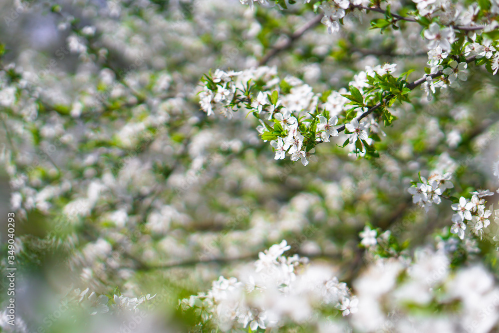 Beautiful flowering tree In the spring. Flowers in April time in the sun. Stock background in nature Beautiful flowering tree In the spring. Flowers in April time in the sun. Stock background in nature