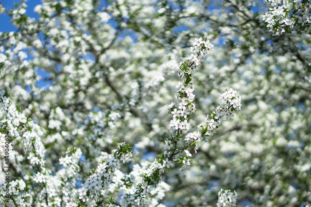 Beautiful flowering tree In the spring. Flowers in April time in the sun. Stock background in nature Beautiful flowering tree In the spring. Flowers in April time in the sun. Stock background in nature