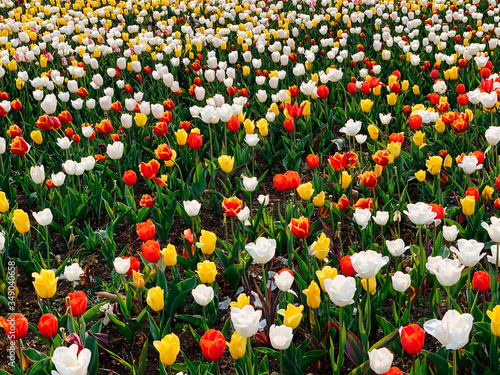 Photography field of Dutch tulips of different spring flowers