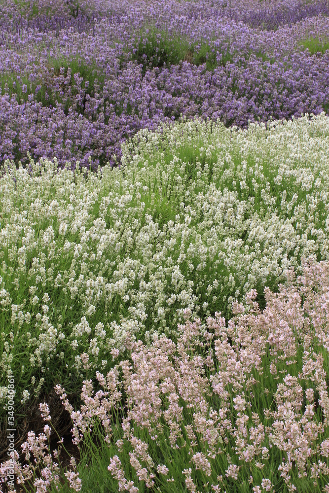Obraz premium field of lavender