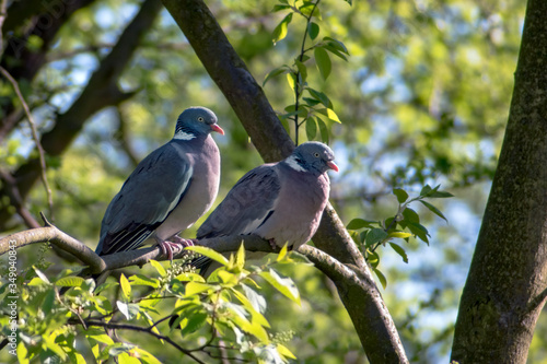 Common wood pigeons (Columba palumbus) in love, resting on the perch
