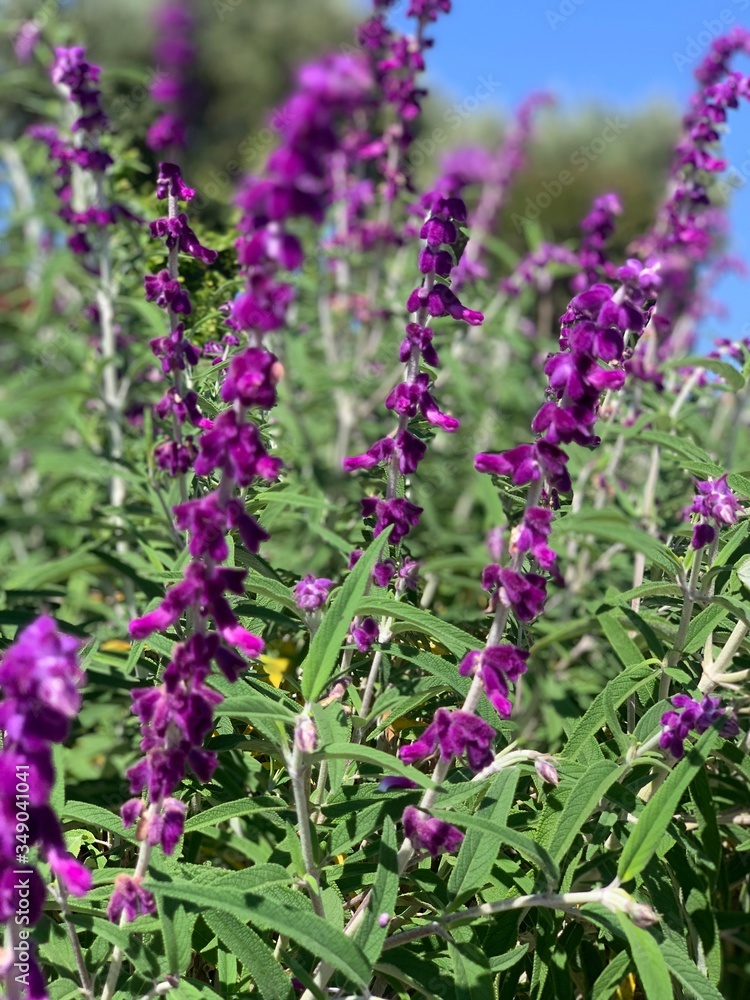 lavender flowers in the garden lavender flowers in the garden