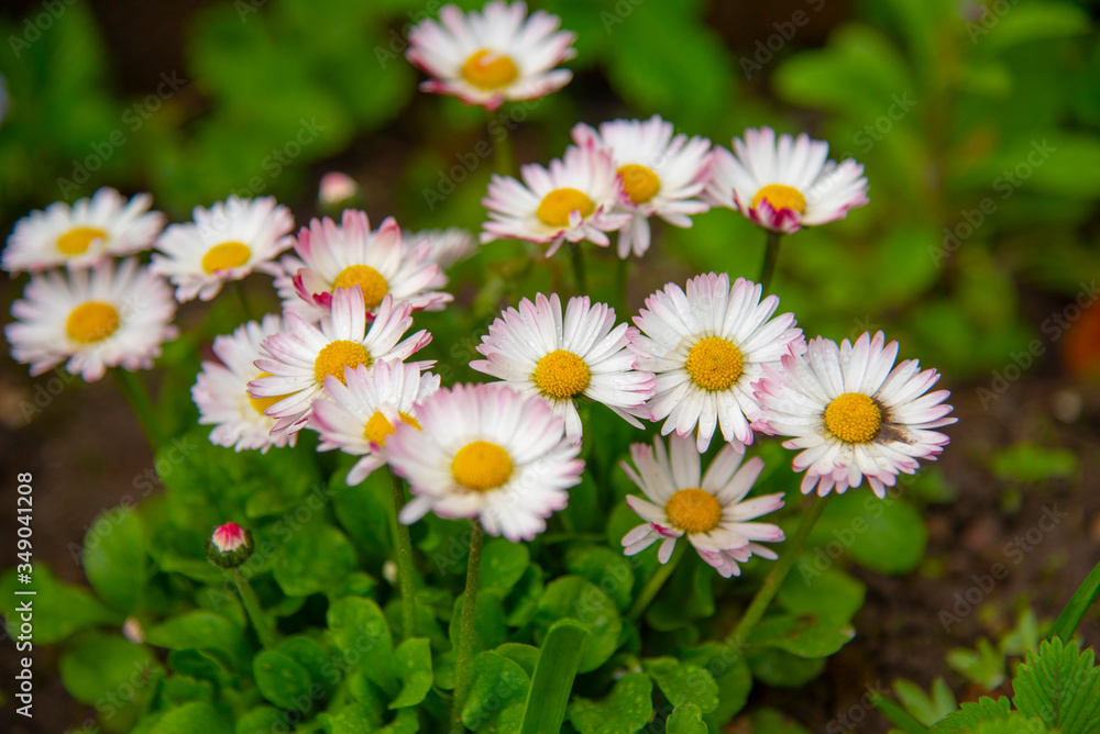 Fototapeta premium Daisy Bellis perennis grow in the garden. Group of garden flowers.