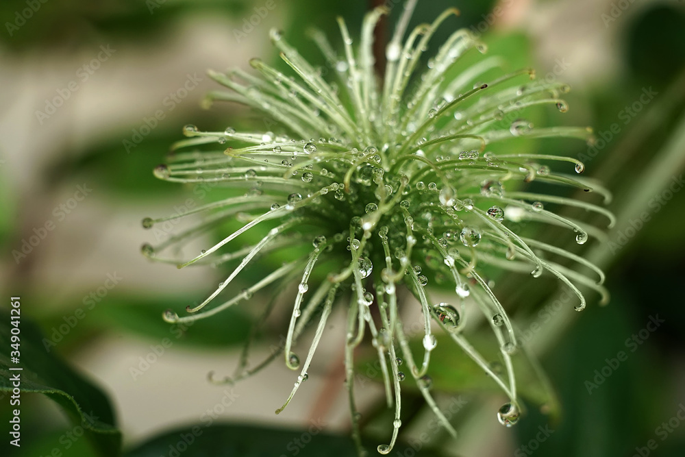 A flower that looks like a wet coronavirus. A flower that looks like a wet coronavirus.