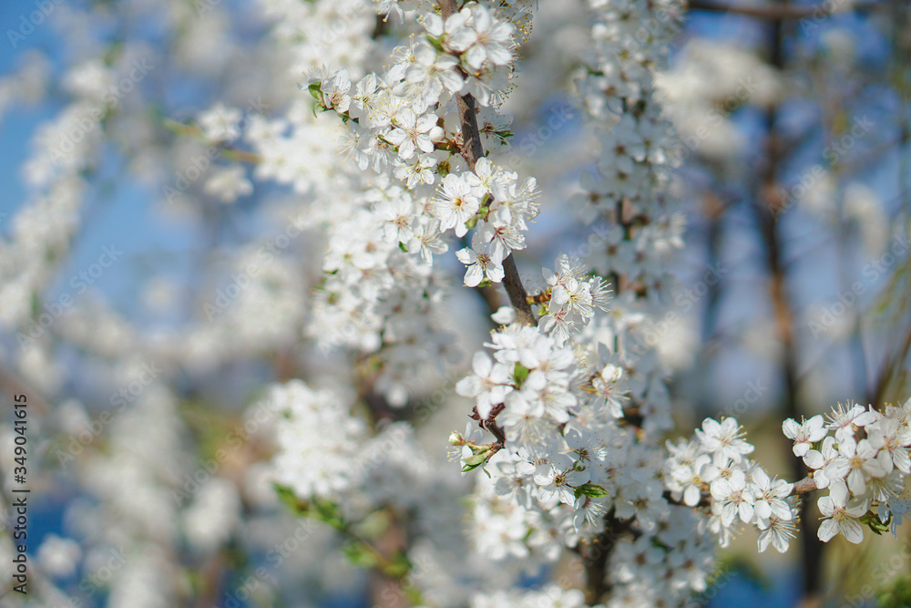 Beautiful flowering tree In the spring. Flowers in April time in the sun. Stock background in nature Beautiful flowering tree In the spring. Flowers in April time in the sun. Stock background in nature