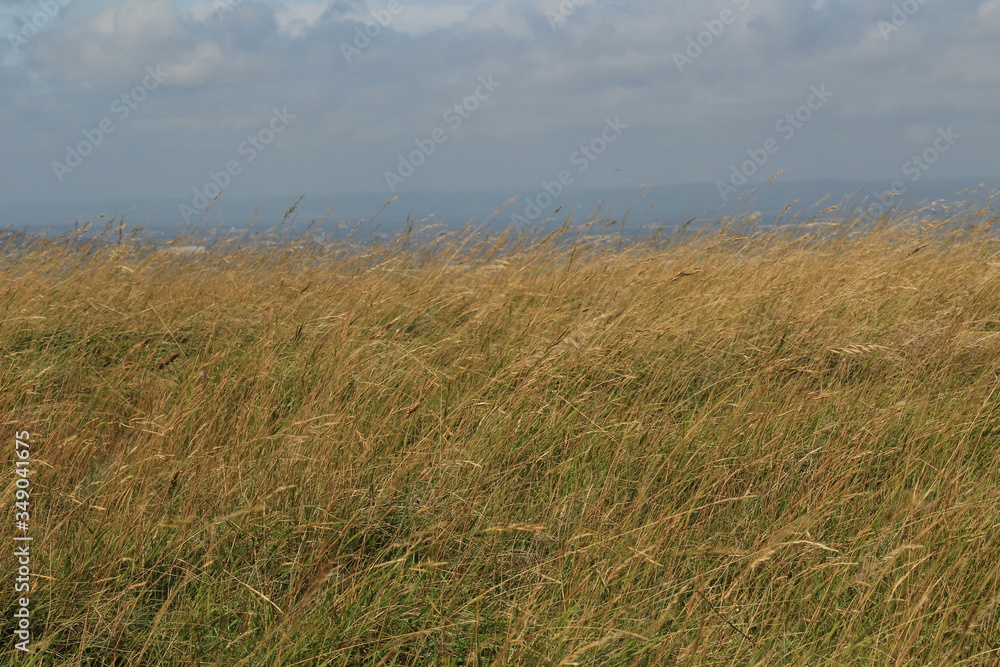 grass in the wind grass in the wind