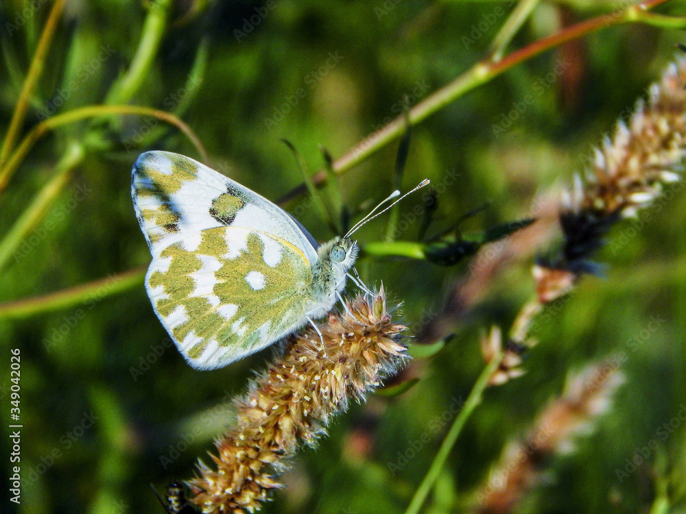 Fototapeta premium butterfly on a green grass