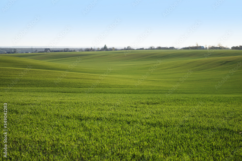 Obraz premium Sown farm field with wheat and cereal. Rising sprouts of barley and oats. A boundless garden with bread for food. Industrial stock theme