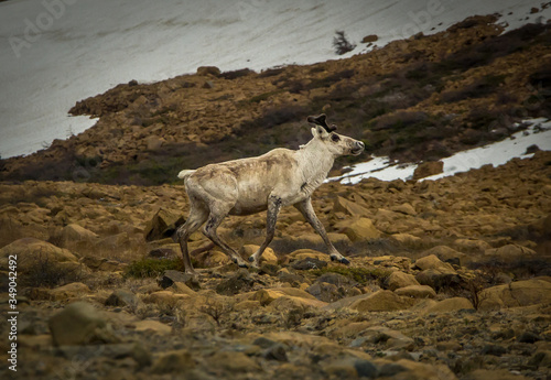 white caribou in Canada photo