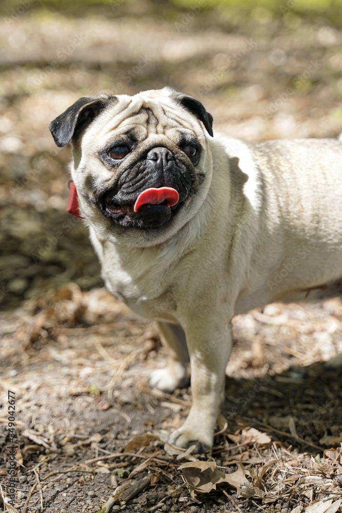 Fototapeta premium Dog 