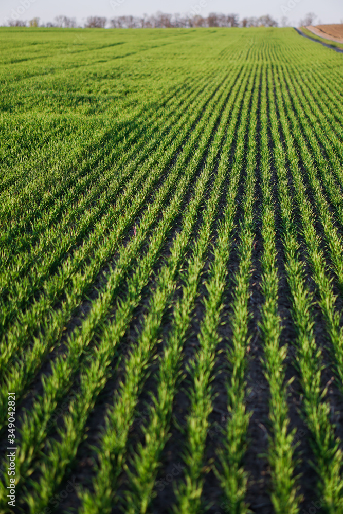 Sown farm field with wheat and cereal. Rising sprouts of barley and oats. A boundless garden with bread for food. Industrial stock theme Sown farm field with wheat and cereal. Rising sprouts of barley and oats. A boundless garden with bread for food. Industrial stock theme