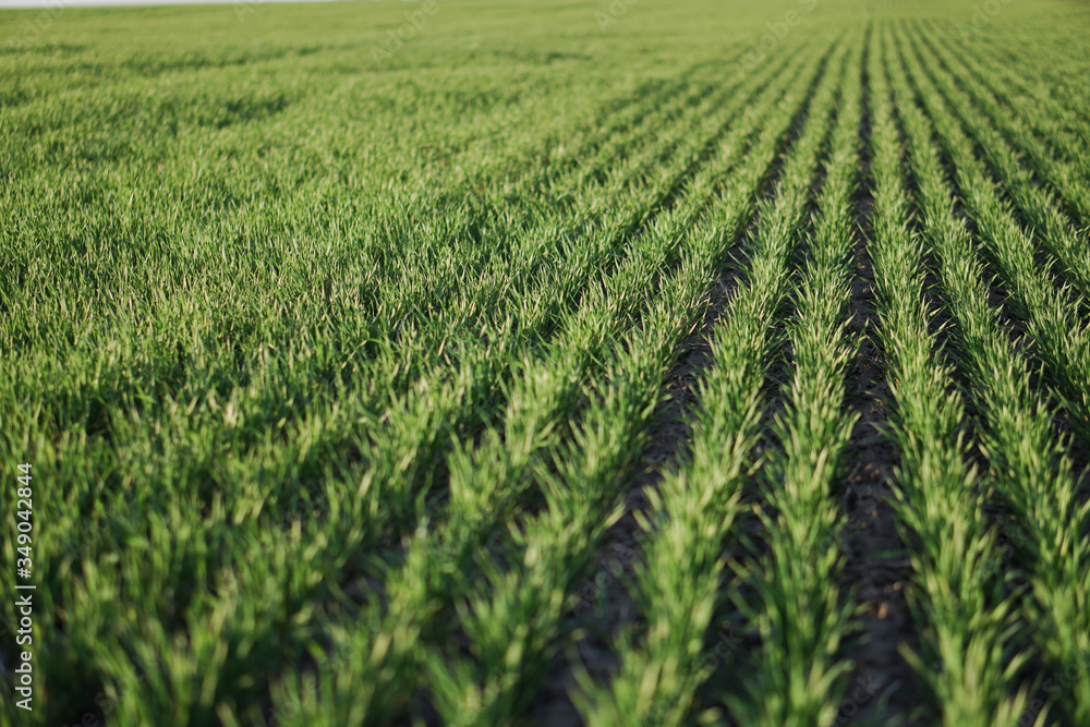 Sown farm field with wheat and cereal. Rising sprouts of barley and oats. A boundless garden with bread for food. Industrial stock theme Sown farm field with wheat and cereal. Rising sprouts of barley and oats. A boundless garden with bread for food. Industrial stock theme
