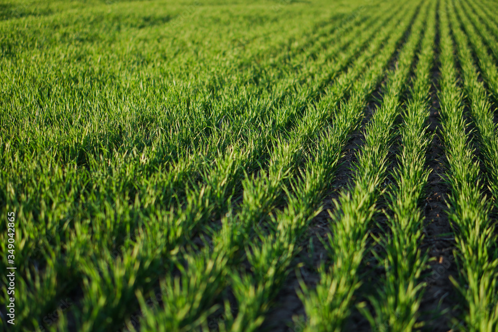 Obraz premium Sown farm field with wheat and cereal. Rising sprouts of barley and oats. A boundless garden with bread for food. Industrial stock theme