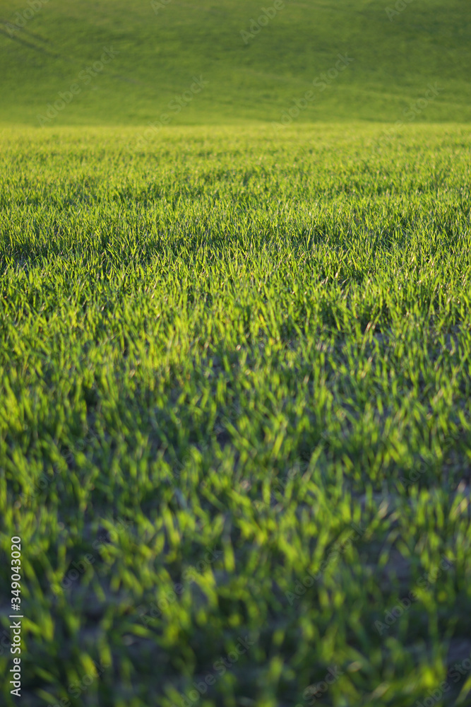 Sown farm field with wheat and cereal. Rising sprouts of barley and oats. A boundless garden with bread for food. Industrial stock theme Sown farm field with wheat and cereal. Rising sprouts of barley and oats. A boundless garden with bread for food. Industrial stock theme